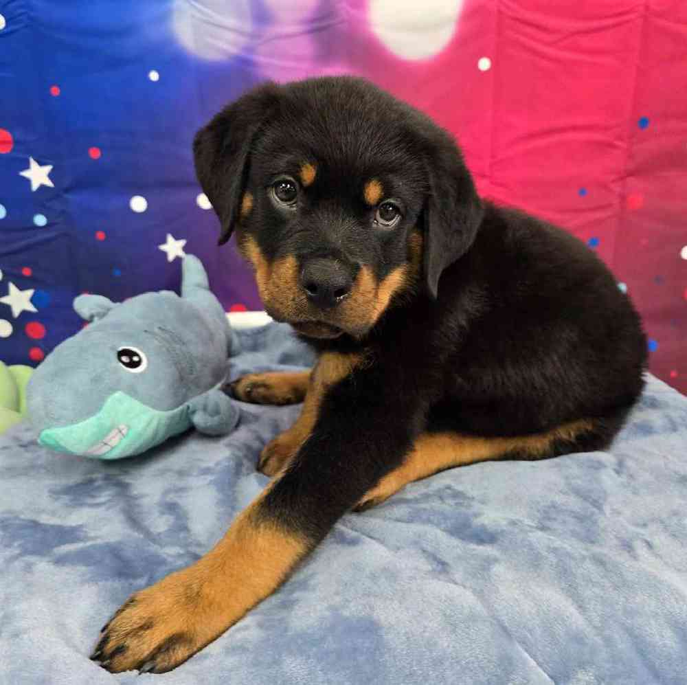 Male Rottweiler Puppy for Sale in Virginia Beach, VA