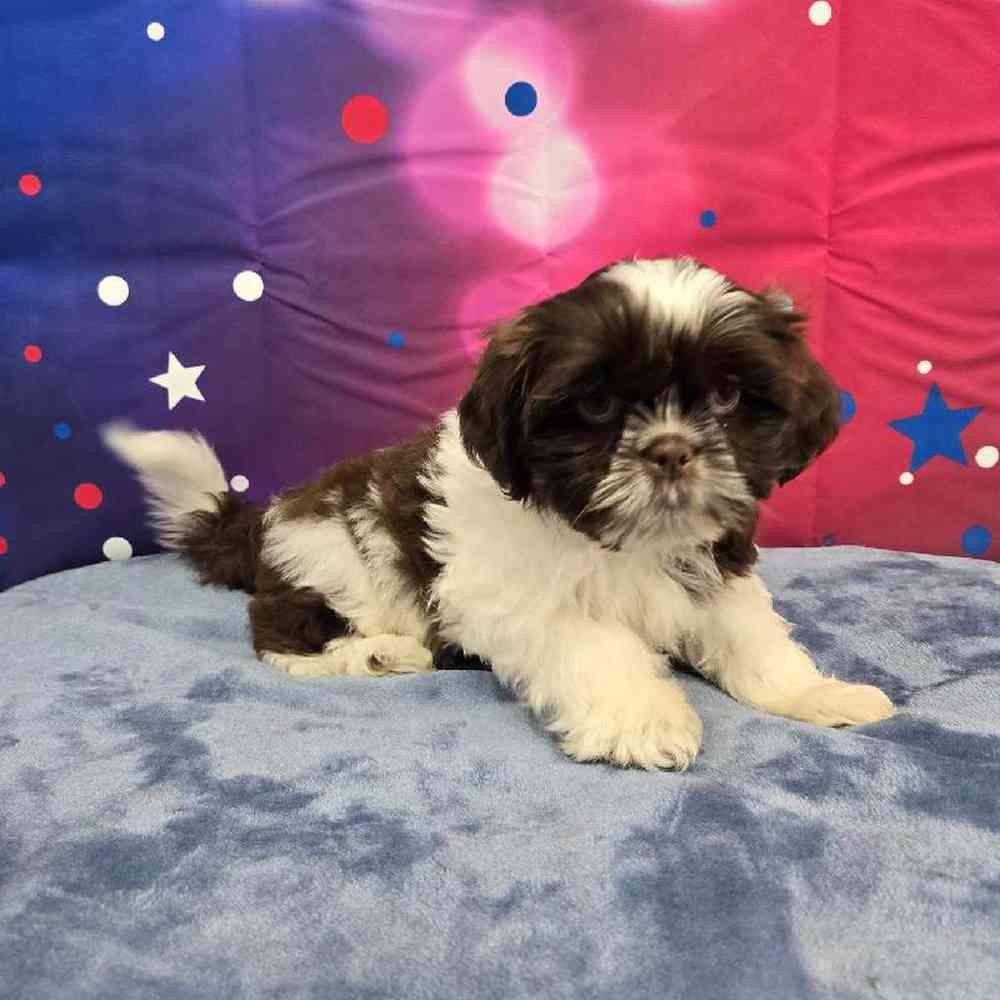 Male Shih Tzu Puppy for Sale in Virginia Beach, VA