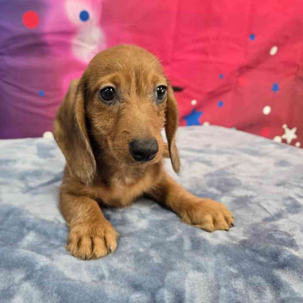Male Dachshund Puppy for Sale in Virginia Beach, VA
