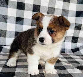 Pembroke Welsh Corgi