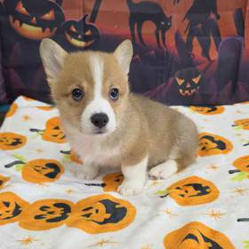 Pembroke Welsh Corgi