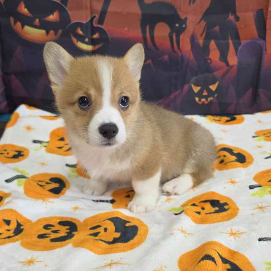 Pembroke Welsh Corgi