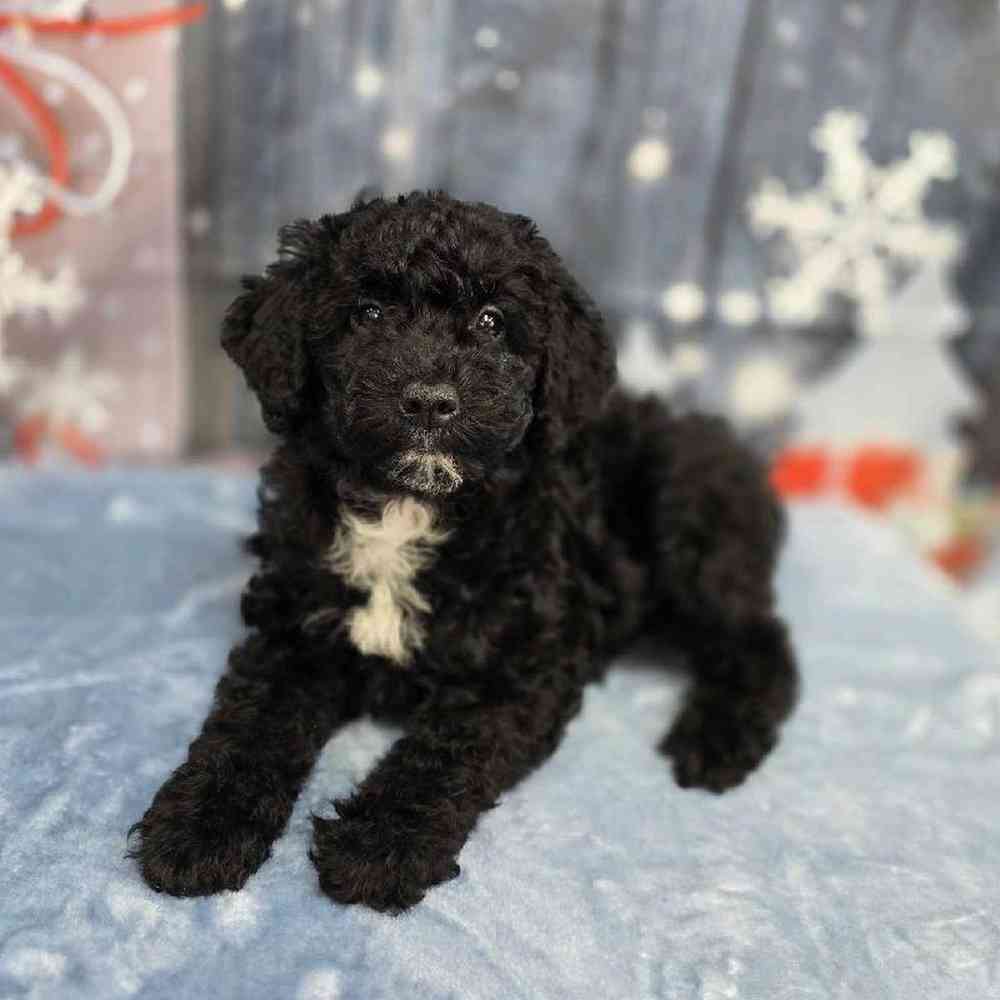 Female Mini Sheepadoodle Puppy for Sale in Virginia Beach, VA