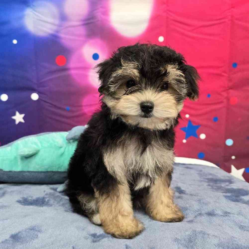 Male Morkie Puppy for Sale in Virginia Beach, VA