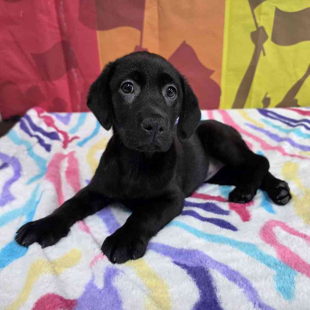 Female Labrador Retriever Puppy for Sale in Virginia Beach, VA