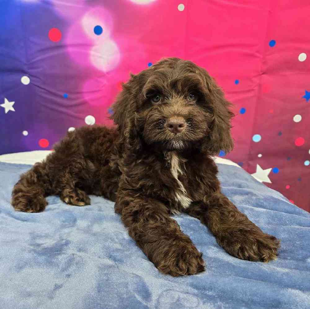 Male Cockapoo Puppy for Sale in Virginia Beach, VA