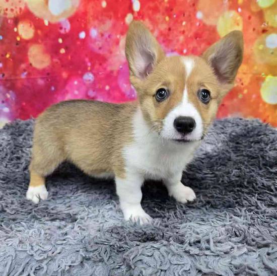 Pembroke Welsh Corgi