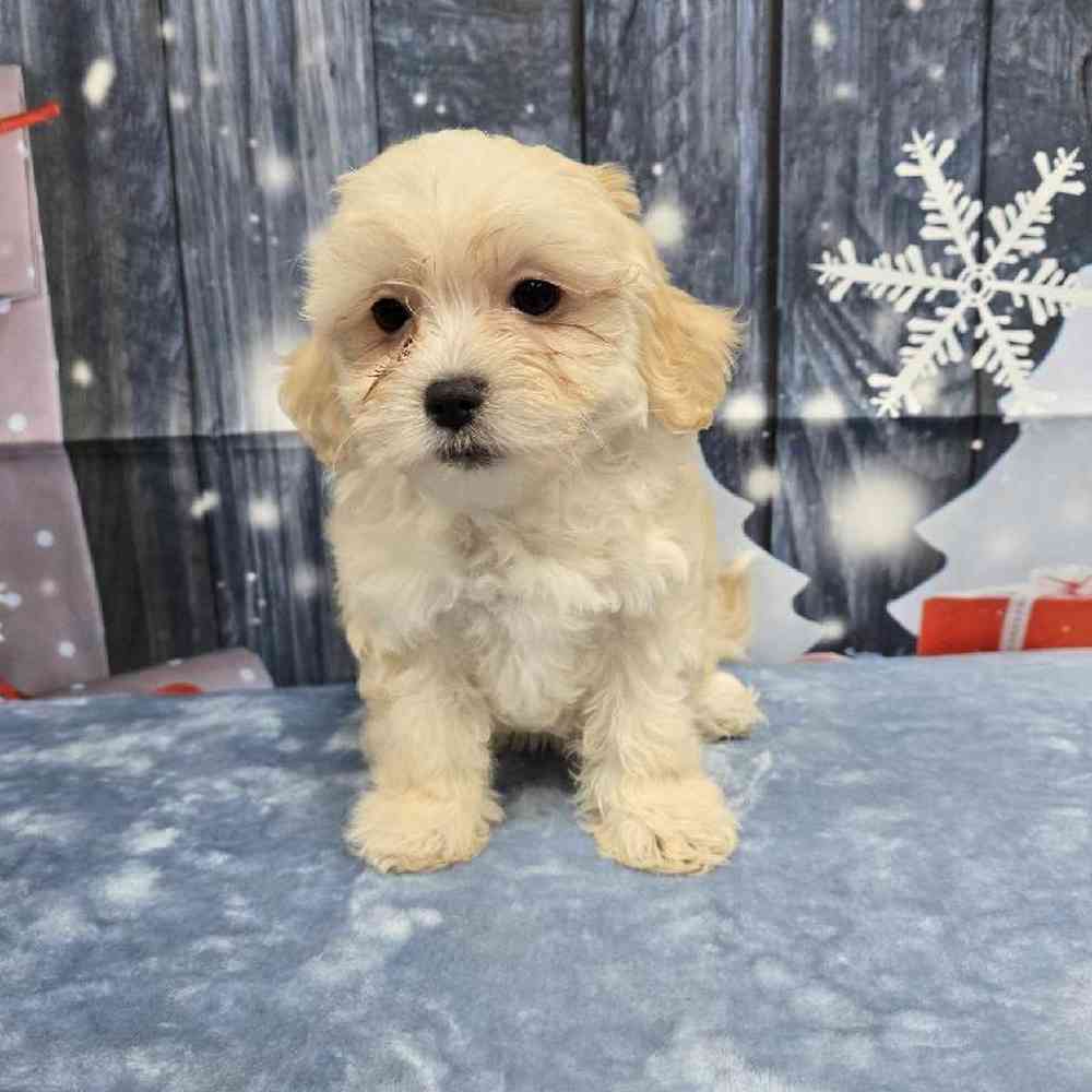 Female Teddy Bear Puppy for Sale in Virginia Beach, VA