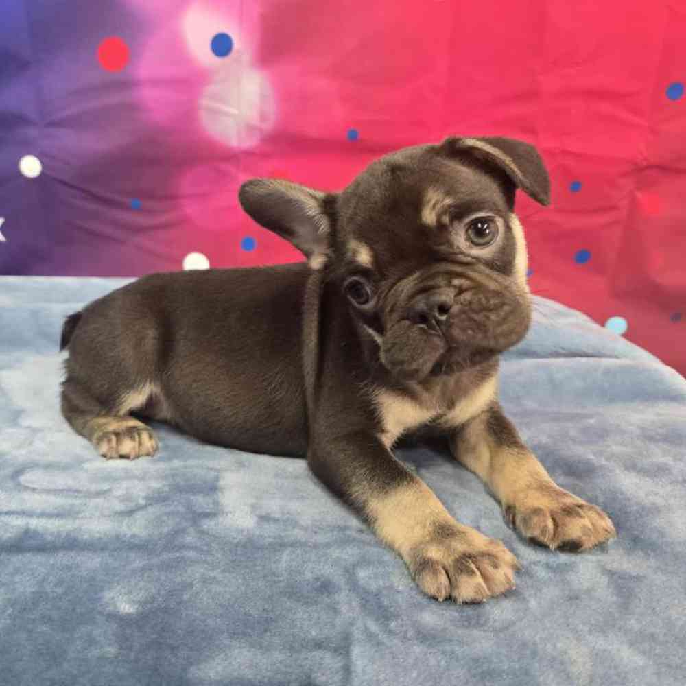 Male French Bulldog Puppy for Sale in Virginia Beach, VA