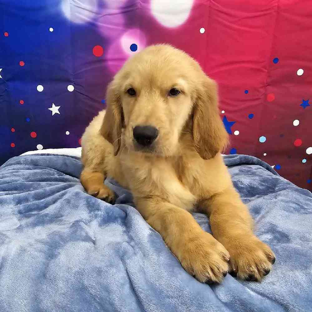 Male Golden Retriever Puppy for Sale in Virginia Beach, VA