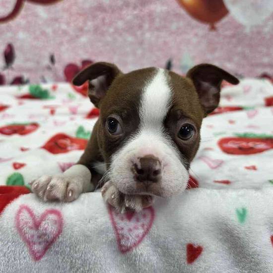 Boston Terrier
