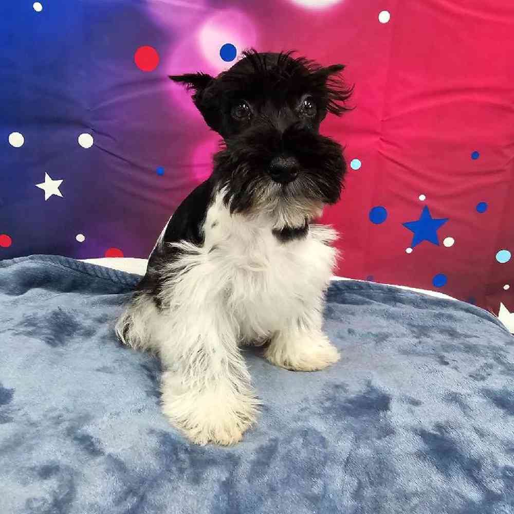 Male Mini Schnauzer Puppy for Sale in Virginia Beach, VA