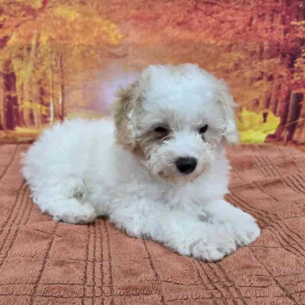 Male Mini Poodle Puppy for Sale in Virginia Beach, VA