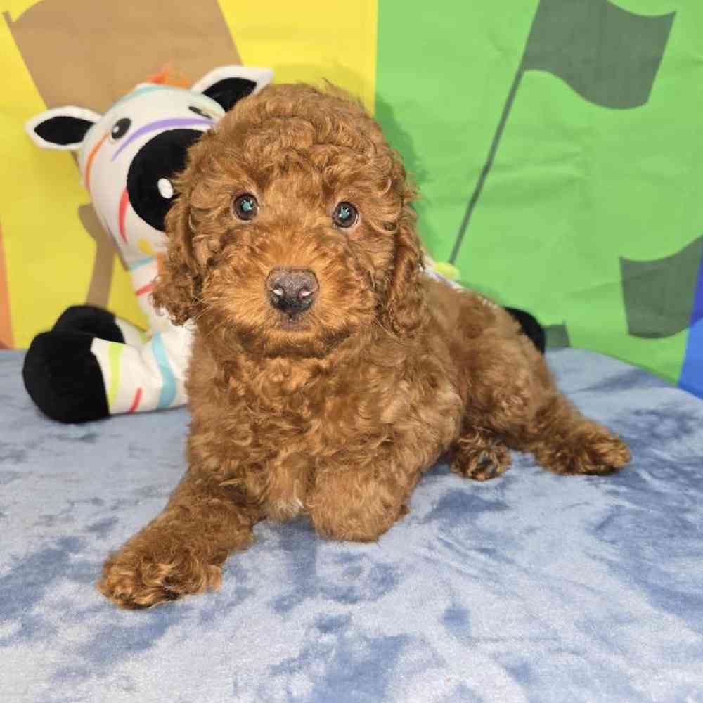 Male Poodle Puppy for Sale in Virginia Beach, VA