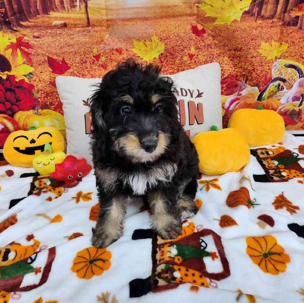 Female Mini Bernadoodle Puppy for Sale in Virginia Beach, VA