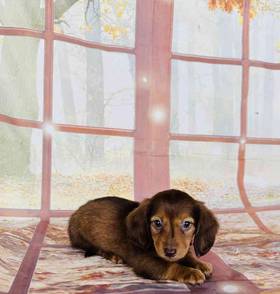 Dachshund