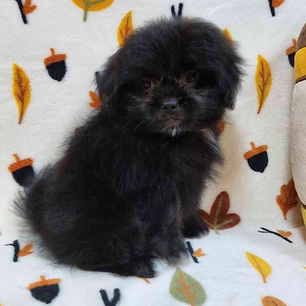 Male Peke-a-poo Puppy for sale