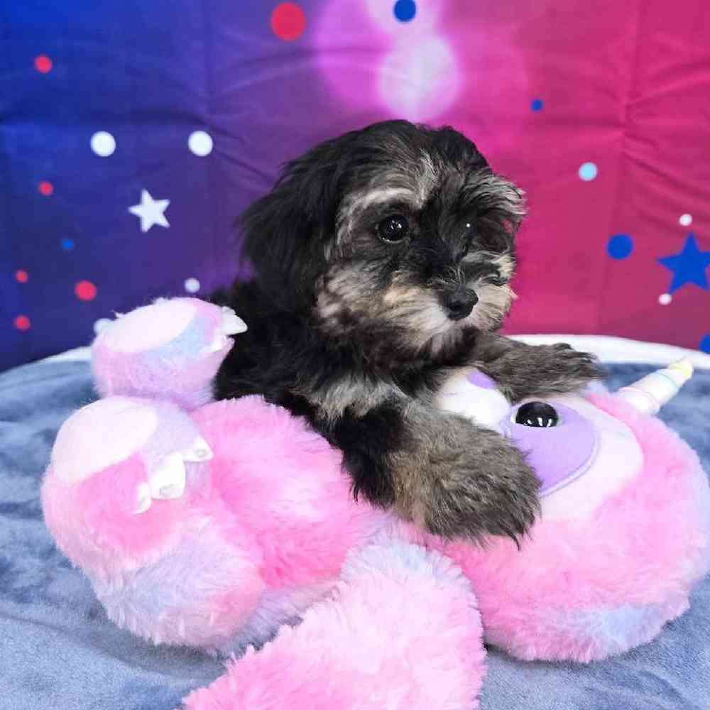 Female Havapoo Puppy for Sale in Virginia Beach, VA