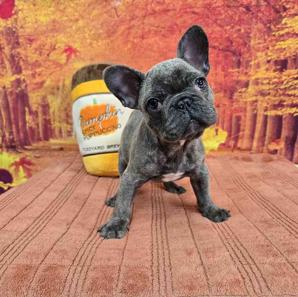Female French Bulldog Puppy for Sale in Virginia Beach, VA