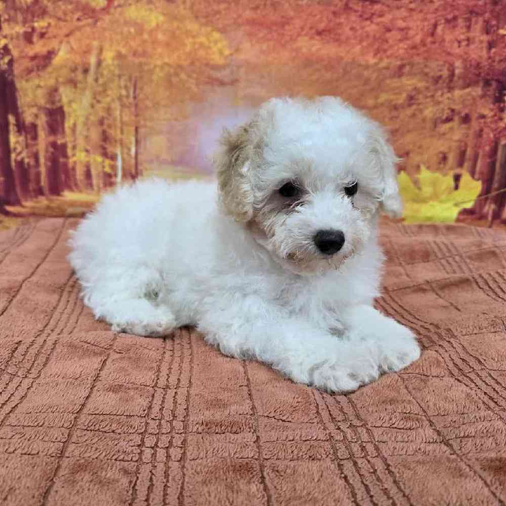 Male Mini Poodle Puppy for Sale in Virginia Beach, VA