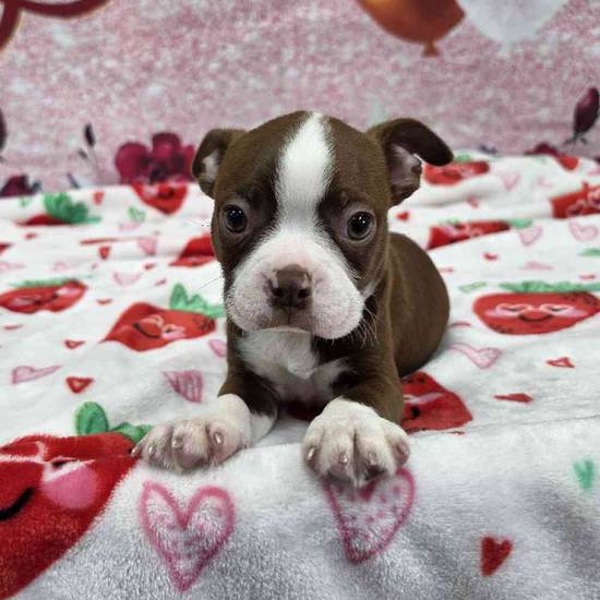 Boston Terrier