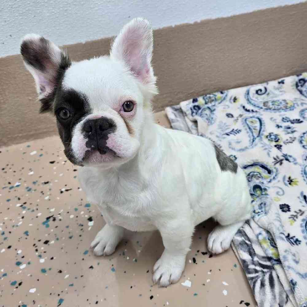 Female French Bulldog Puppy for Sale in Virginia Beach, VA