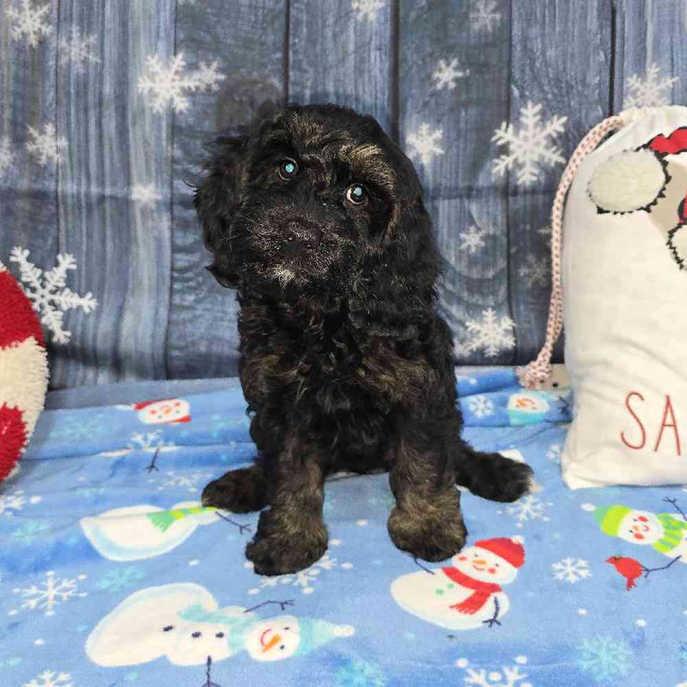 Female Cockapoo Puppy for Sale in Virginia Beach, VA