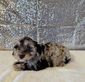 Mini Schnauzer