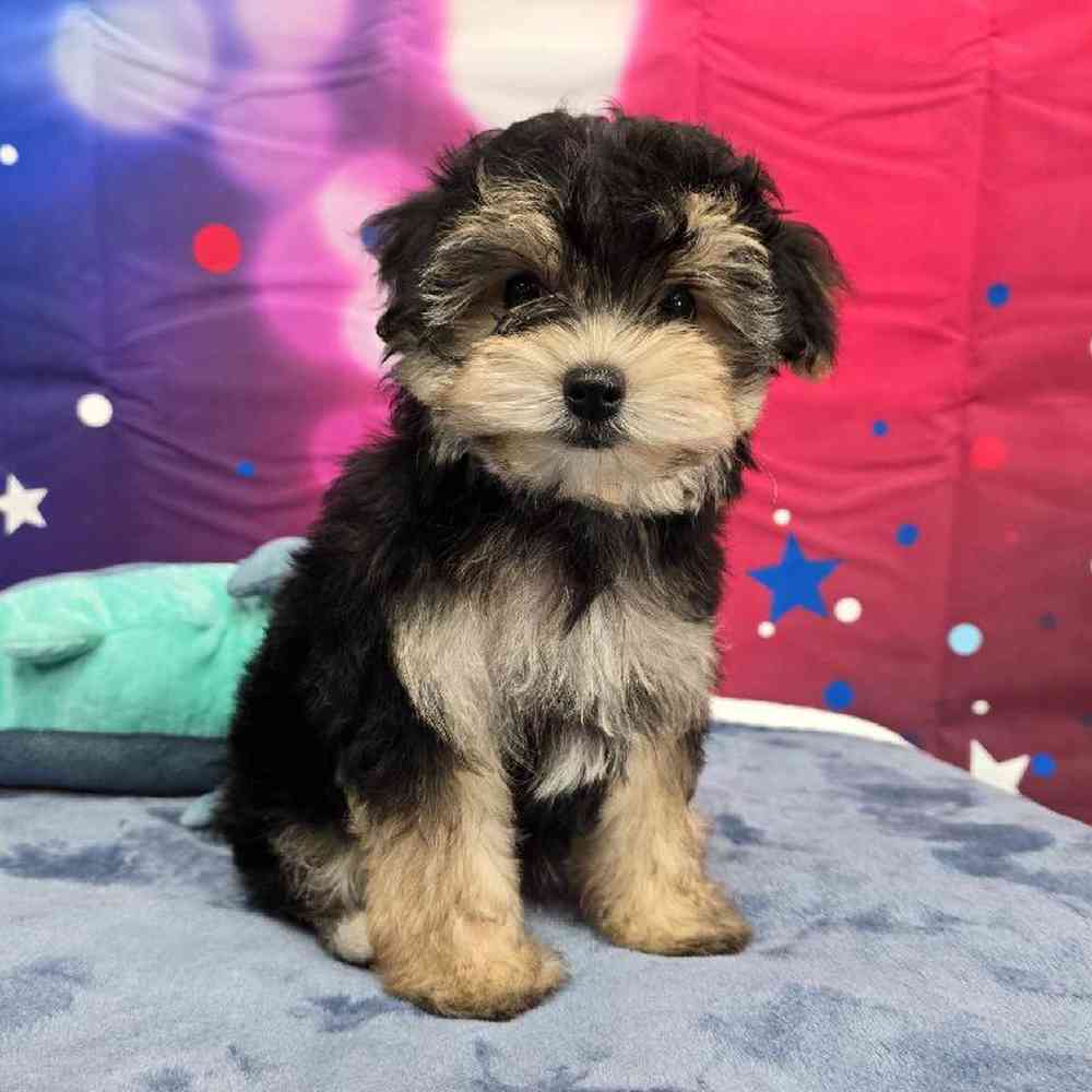 Male Morkie Puppy for Sale in Virginia Beach, VA