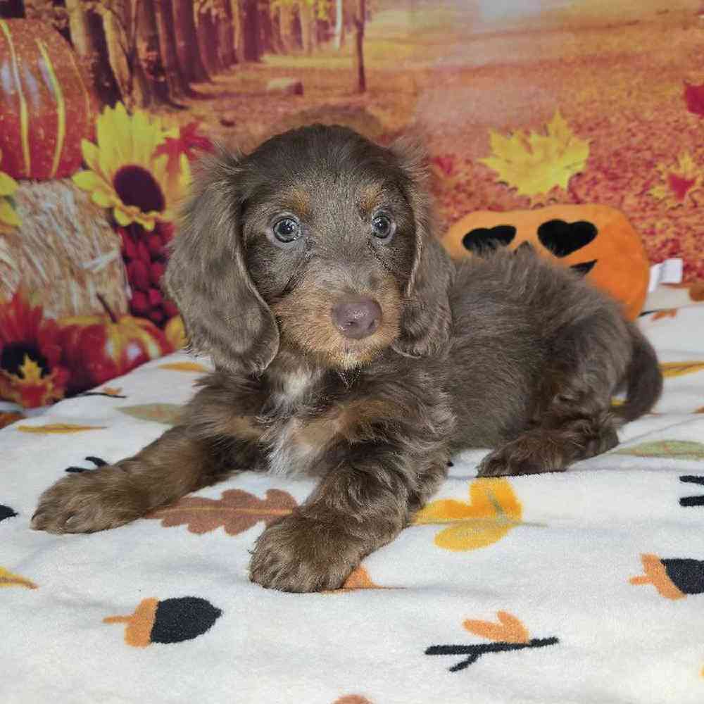 Male Dachshund Puppy for Sale in Virginia Beach, VA