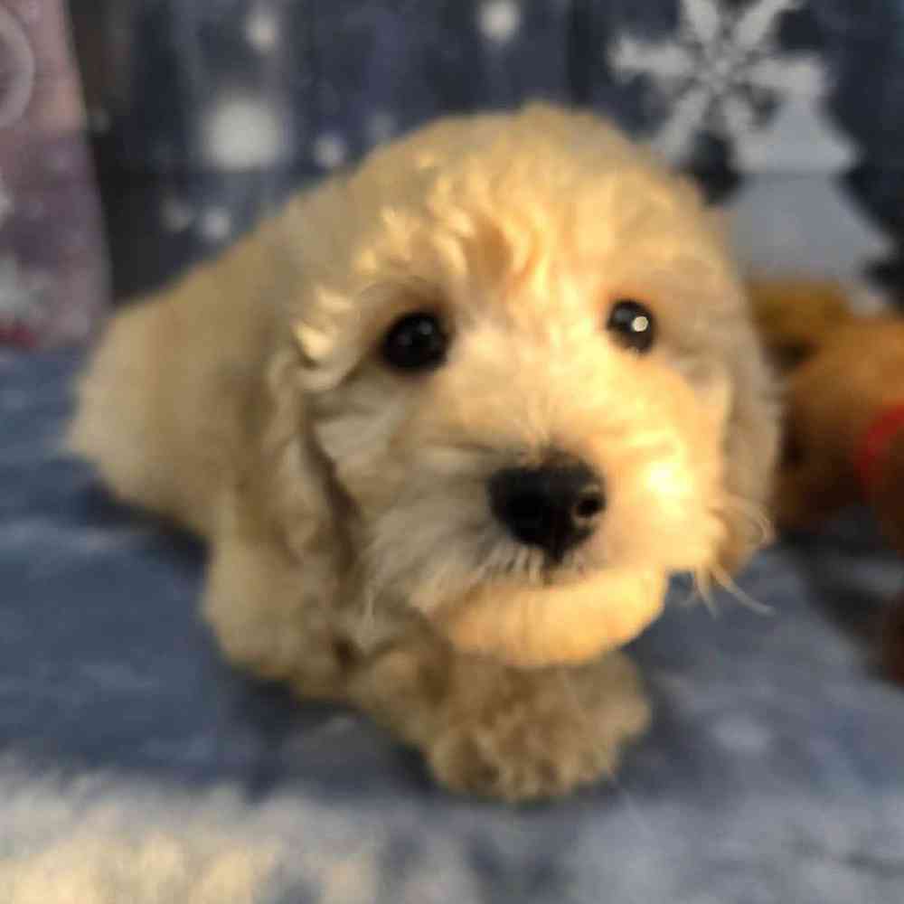 Male Mini Goldendoodle Puppy for Sale in Virginia Beach, VA