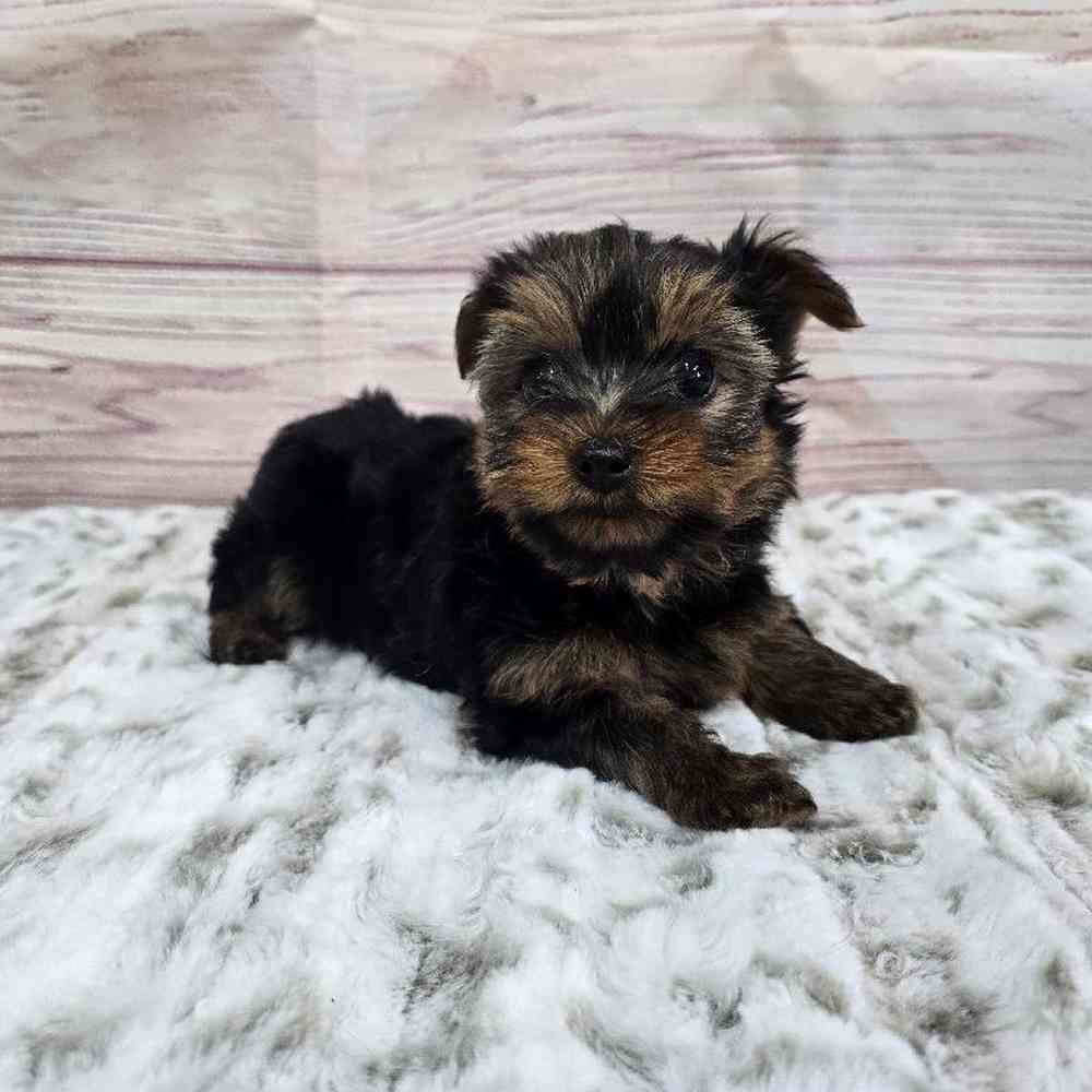 Male Yorkie Puppy for Sale in Virginia Beach, VA