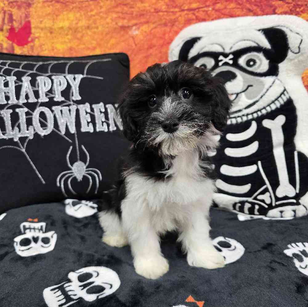 Male Havanese Puppy for Sale in Virginia Beach, VA