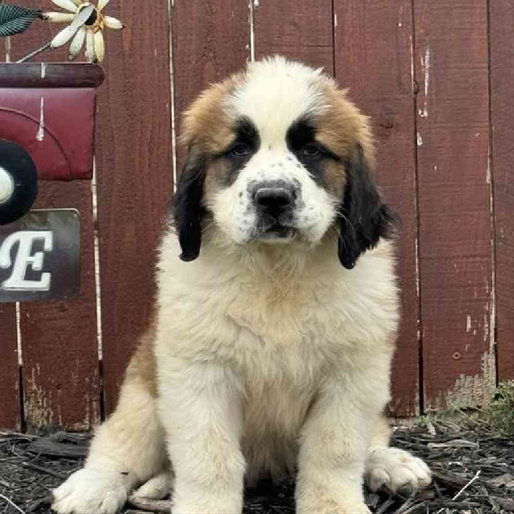 Female Saint Bernard Puppy for Sale in Virginia Beach, VA