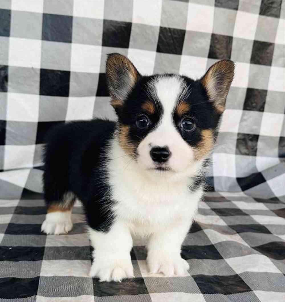 Image of a pet breed in the gallery