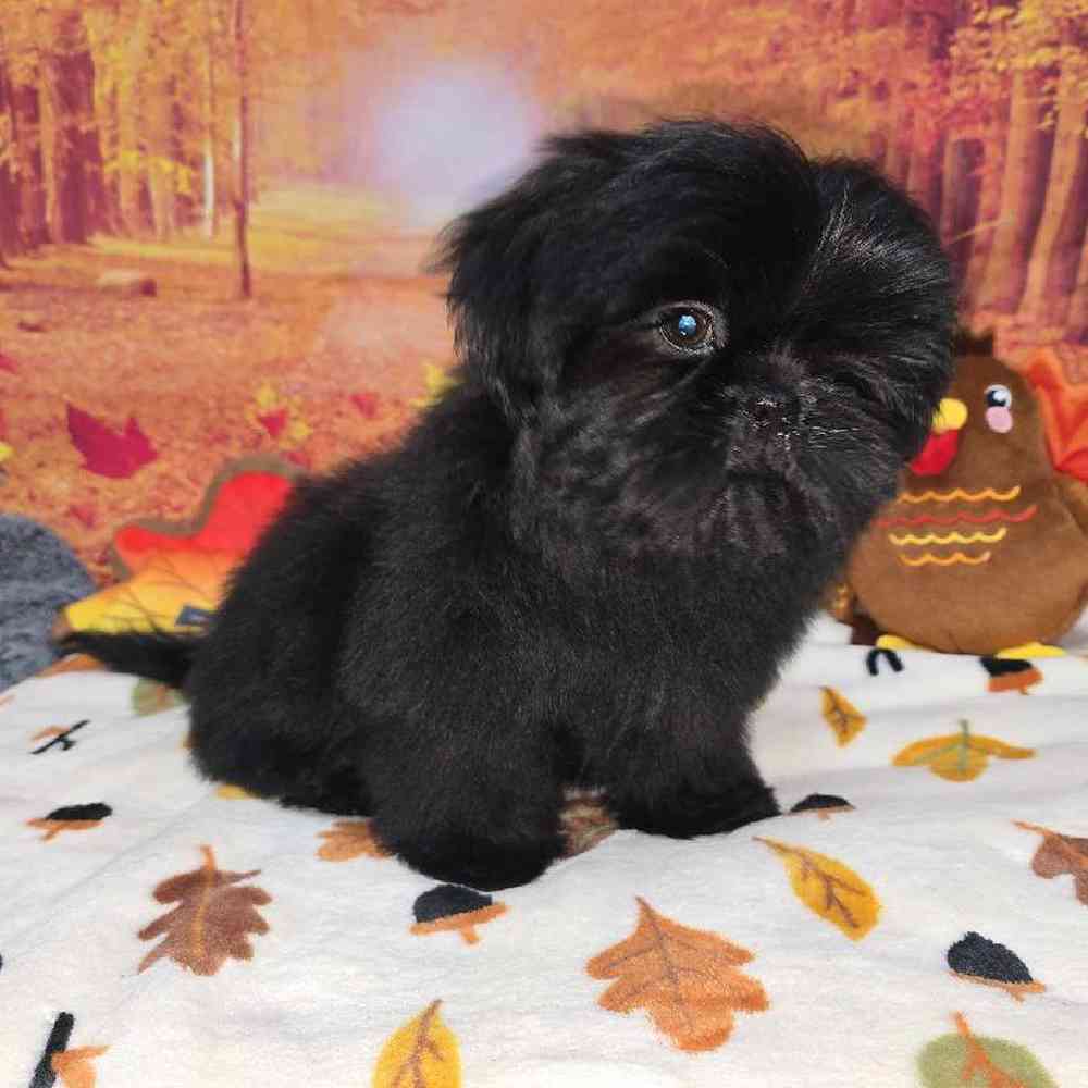 Male Shih Tzu Puppy for Sale in Virginia Beach, VA