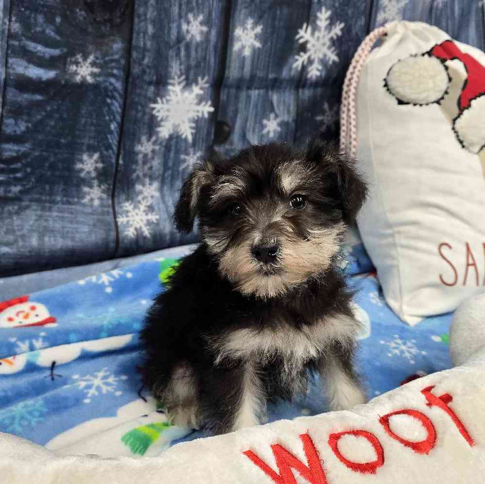 Male Mini Schnauzer Puppy for Sale in Virginia Beach, VA
