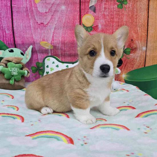 Pembroke Welsh Corgi