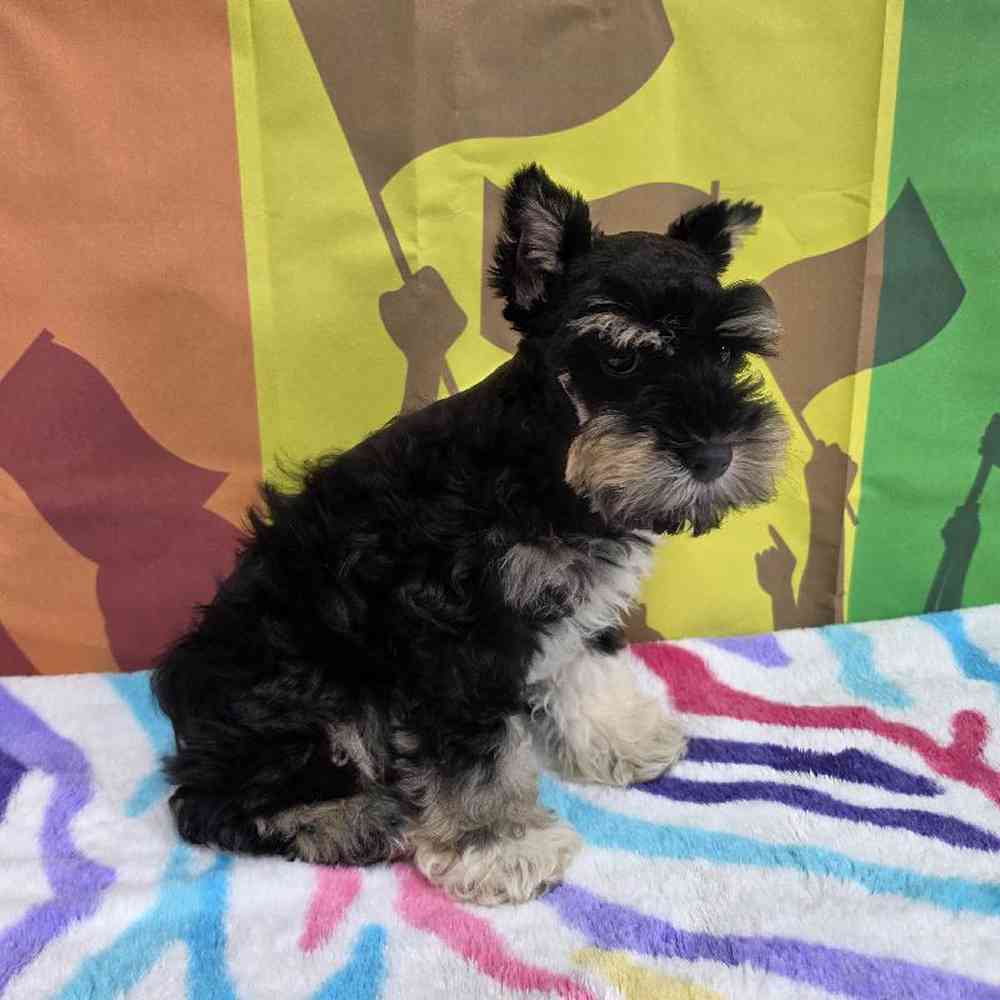 Male Mini Schnauzer Puppy for Sale in Virginia Beach, VA