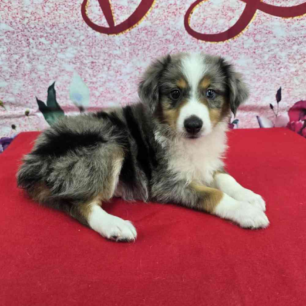 Male Mini Aussie Puppy for Sale in Virginia Beach, VA