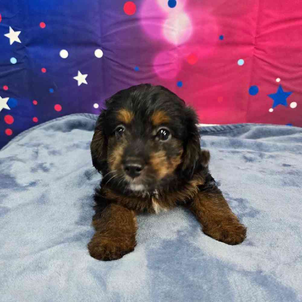 Male Mini Aussiedoodle Puppy for Sale in Virginia Beach, VA