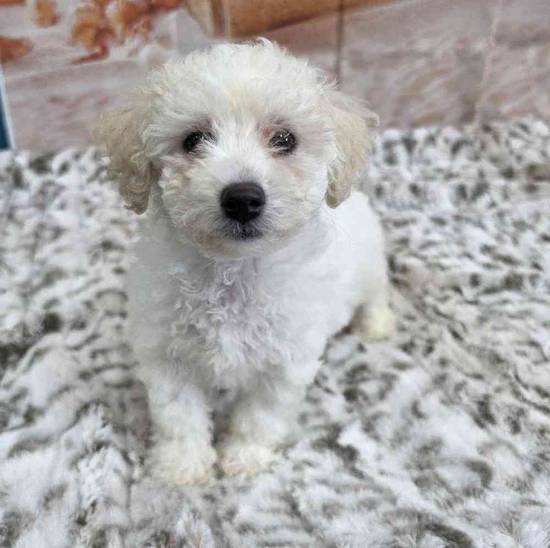 Bichon