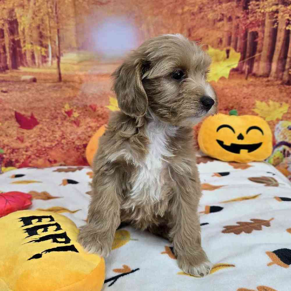 Female Mini Goldendoodle Puppy for Sale in Virginia Beach, VA