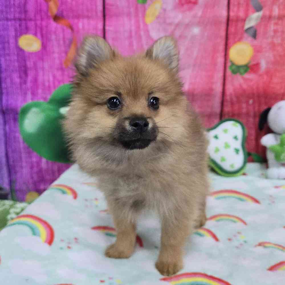 Male Pomeranian Puppy for Sale in Virginia Beach, VA