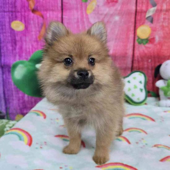 Pomeranian