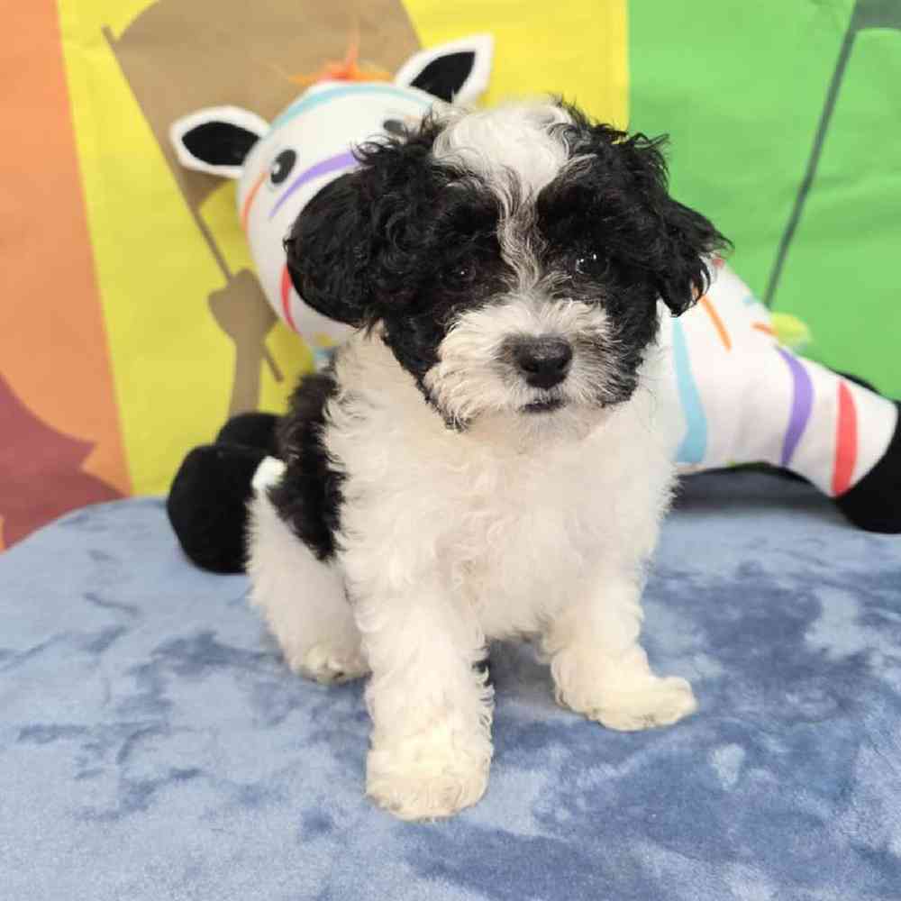 Male Maltipoo Puppy for Sale in Virginia Beach, VA