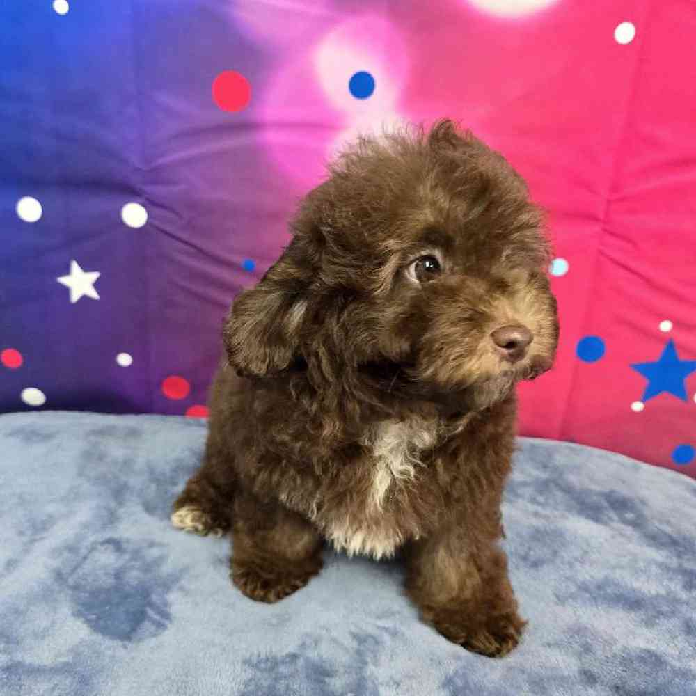 Male Mini Aussiedoodle Puppy for Sale in Virginia Beach, VA