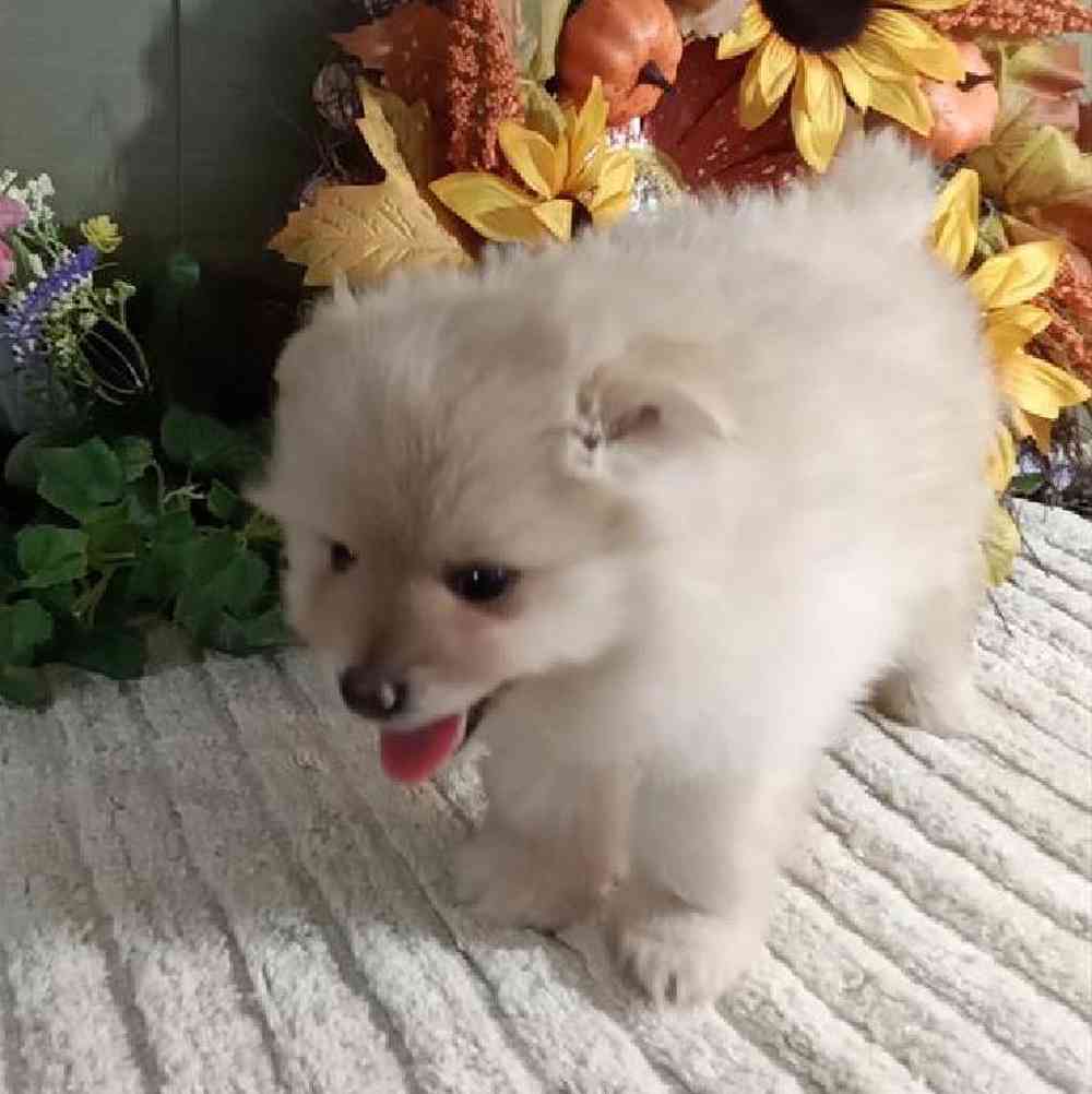 Male Pomeranian Puppy for Sale in Virginia Beach, VA