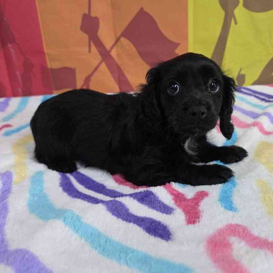 Cavapoo