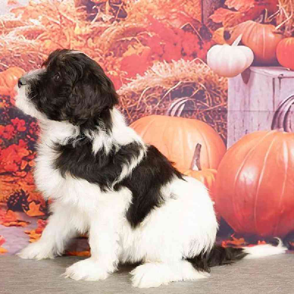 Male Havanese Puppy for Sale in Virginia Beach, VA